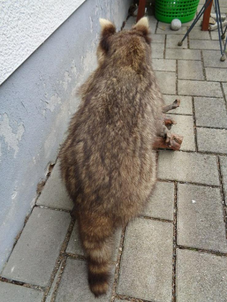 Bild 5: Selten wunderschönes Waschbär Tierpräparat ca. 80cm Sehr gut