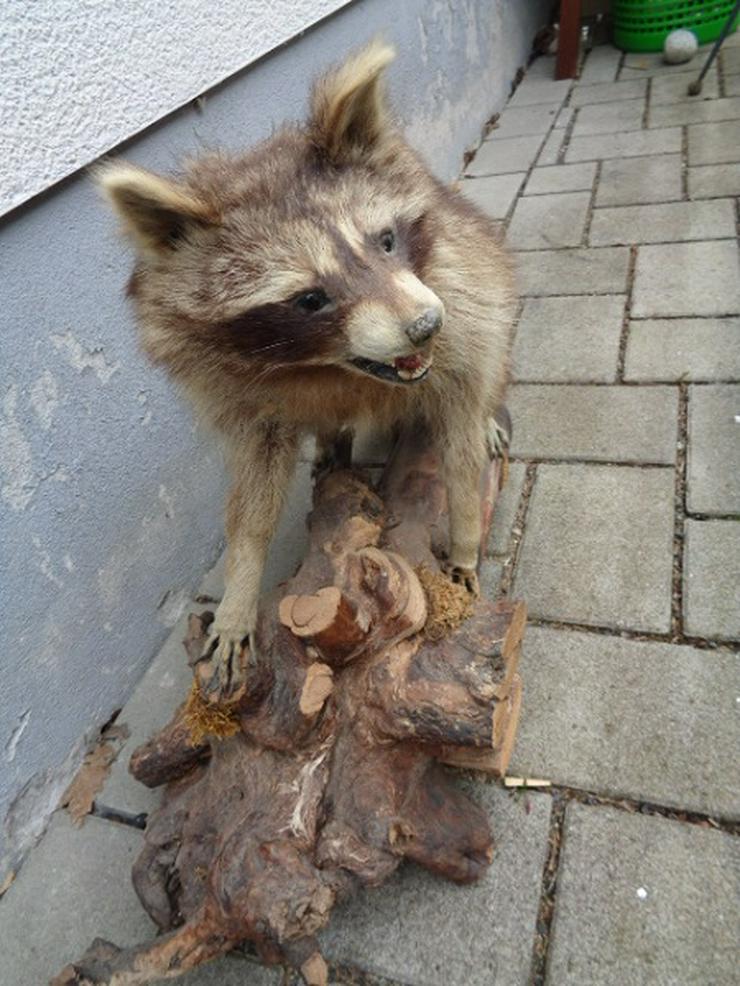 Bild 3: Selten wunderschönes Waschbär Tierpräparat ca. 80cm Sehr gut