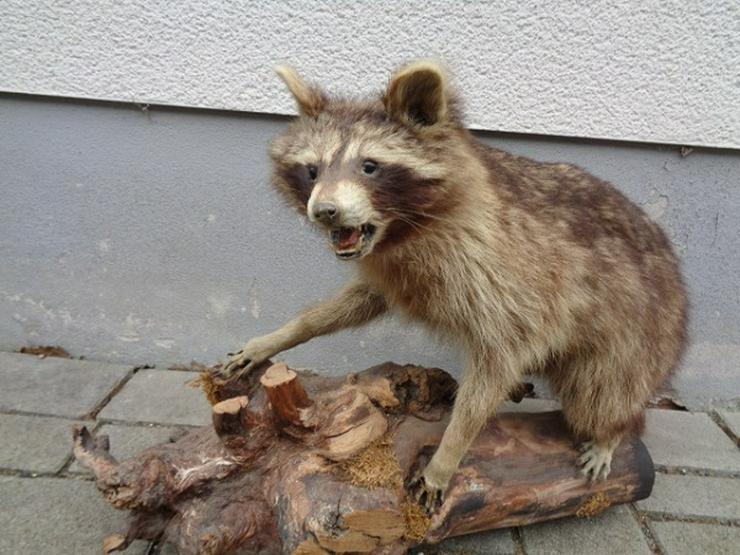 Bild 8: Selten wunderschönes Waschbär Tierpräparat ca. 80cm Sehr gut