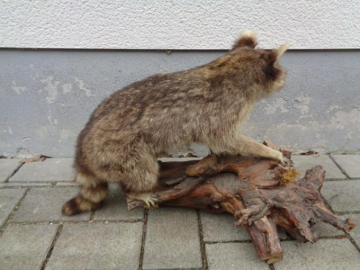 Bild 4: Selten wunderschönes Waschbär Tierpräparat ca. 80cm Sehr gut