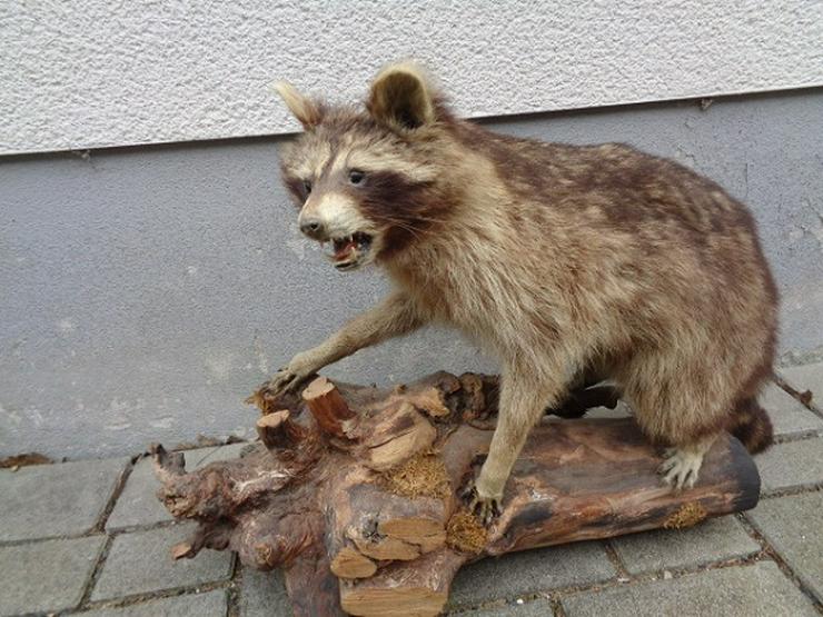 Selten wunderschönes Waschbär Tierpräparat ca. 80cm Sehr gut - Weitere - Bild 1