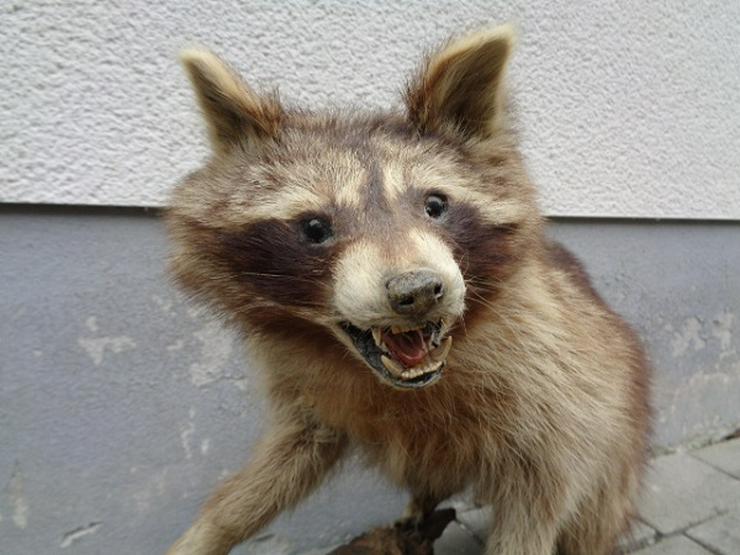 Bild 7: Selten wunderschönes Waschbär Tierpräparat ca. 80cm Sehr gut