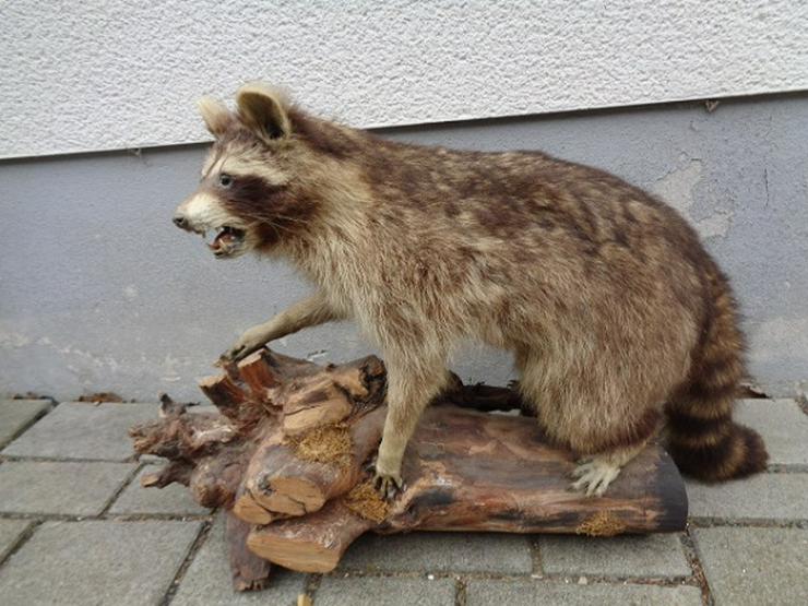 Bild 2: Selten wunderschönes Waschbär Tierpräparat ca. 80cm Sehr gut