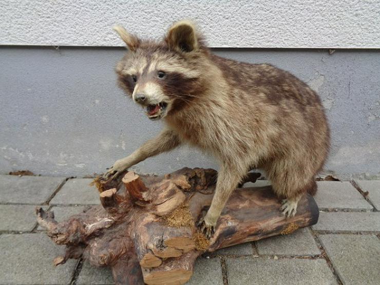 Bild 6: Selten wunderschönes Waschbär Tierpräparat ca. 80cm Sehr gut