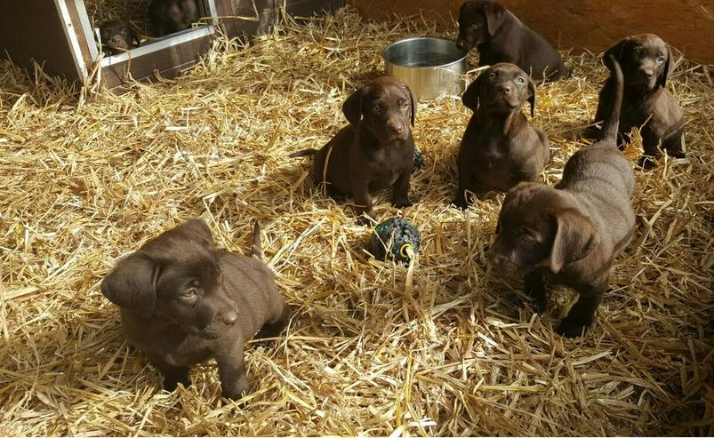 Bild 3: Wunderschöne Reinrassige Braune Labrador Welpen abzugeben