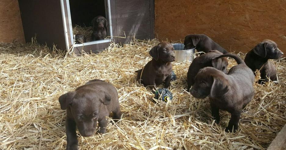 Bild 2: Wunderschöne Reinrassige Braune Labrador Welpen abzugeben