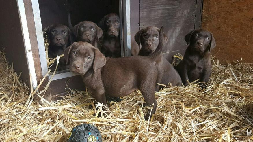 Wunderschöne Reinrassige Braune Labrador Welpen abzugeben - Rassehunde - Bild 1