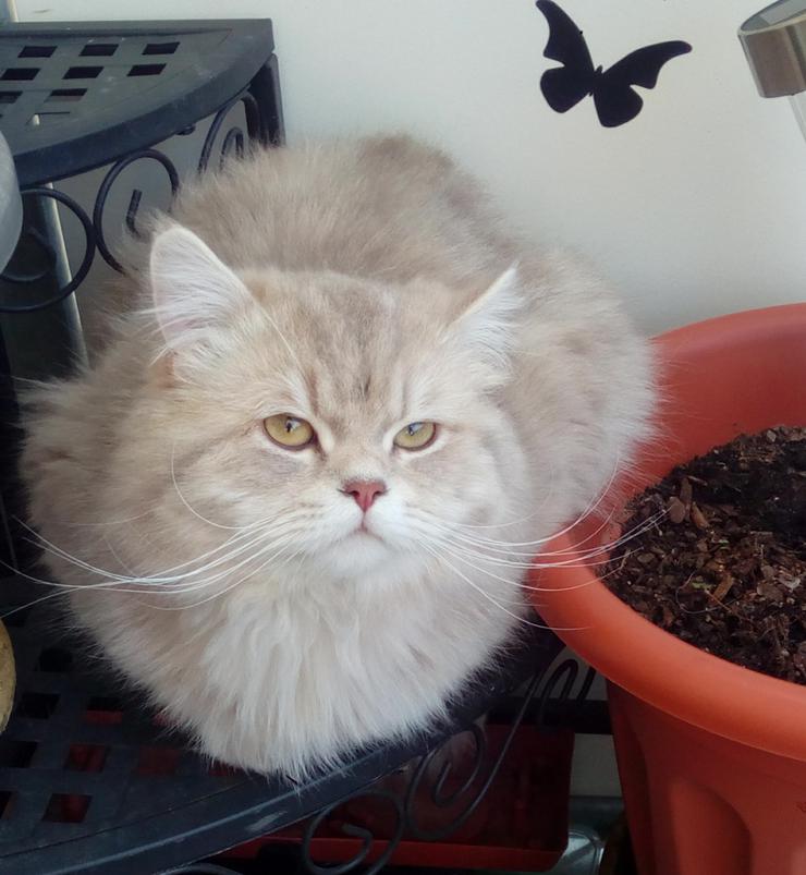 Bild 4: Selkirk Rex Bkh Jungtiere Kater suchen ein schönes Zuhause