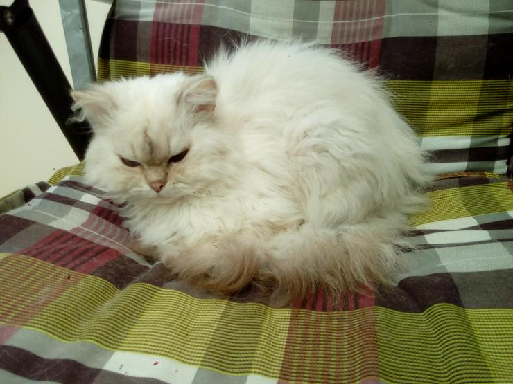 Selkirk Rex Bkh Jungtiere Kater suchen ein schönes Zuhause - Rassekatzen - Bild 1