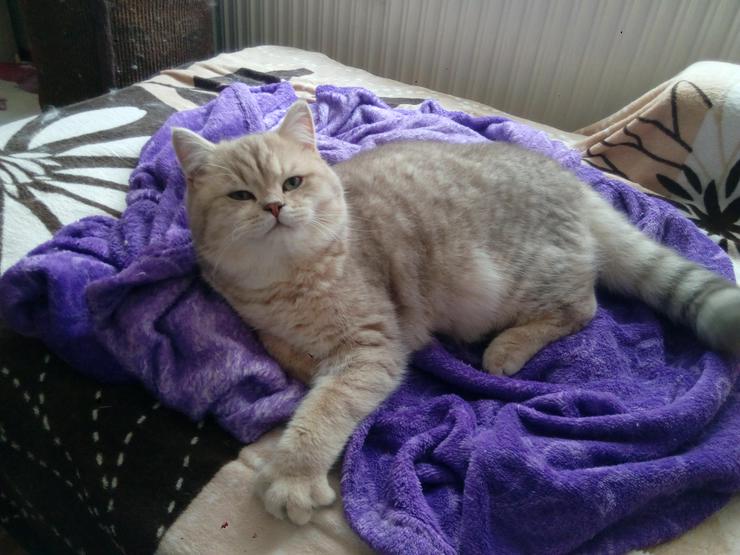 Bild 3: Selkirk Rex Bkh Jungtiere Kater suchen ein schönes Zuhause