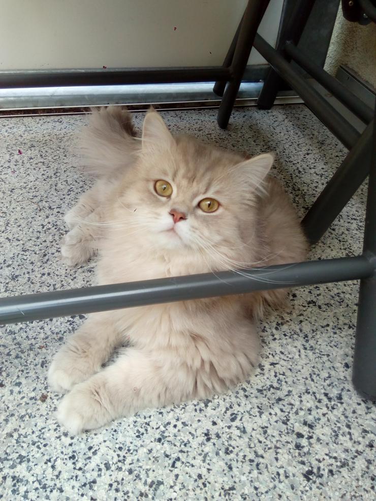 Bild 2: Selkirk Rex Bkh Jungtiere Kater suchen ein schönes Zuhause