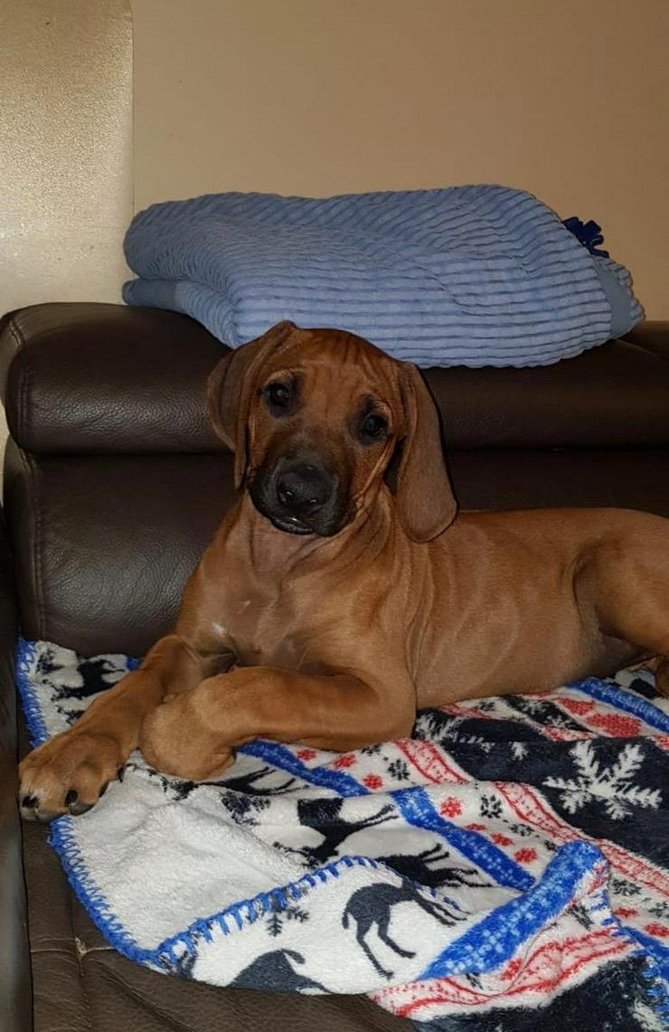 Bild 3: Rhodesian Ridgeback Welpen