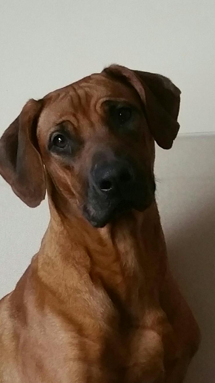 Bild 4: Rhodesian Ridgeback Welpen
