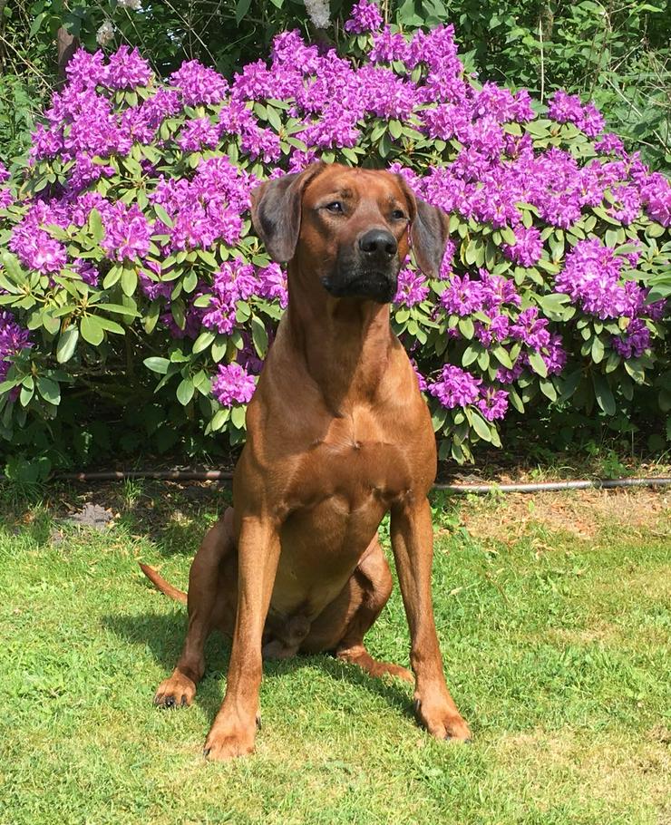 Bild 5: Rhodesian Ridgeback Welpen