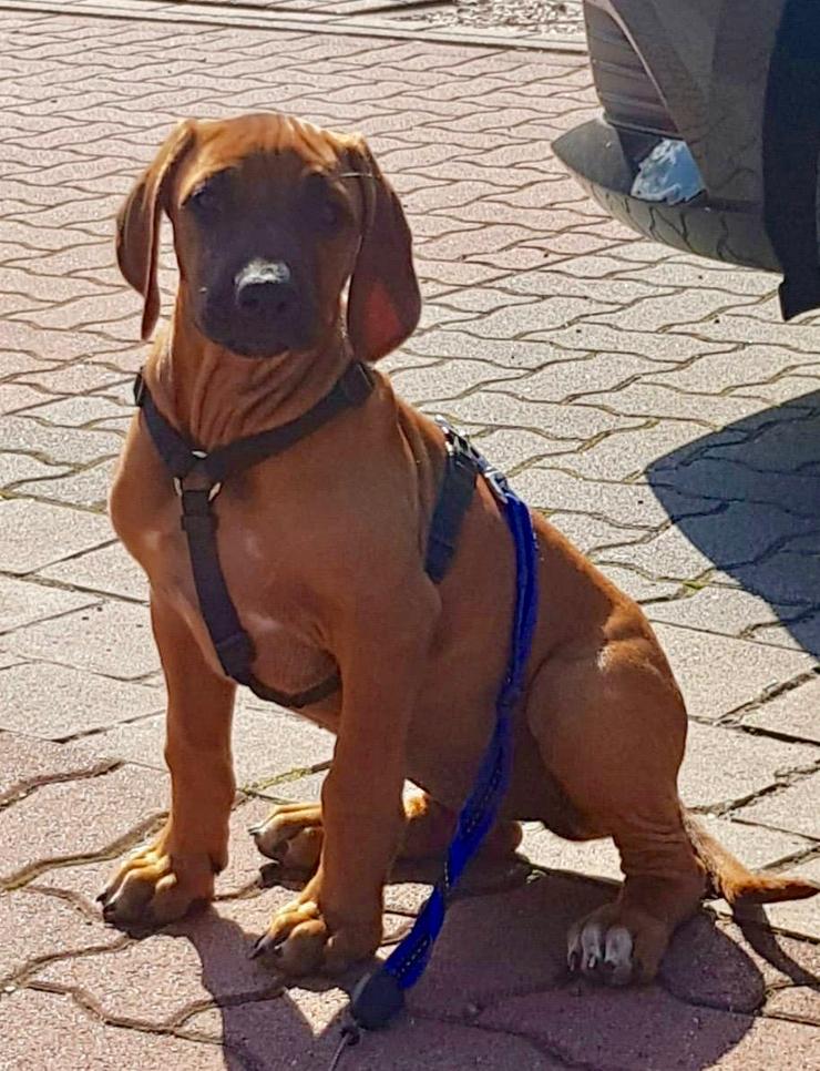 Bild 2: Rhodesian Ridgeback Welpen