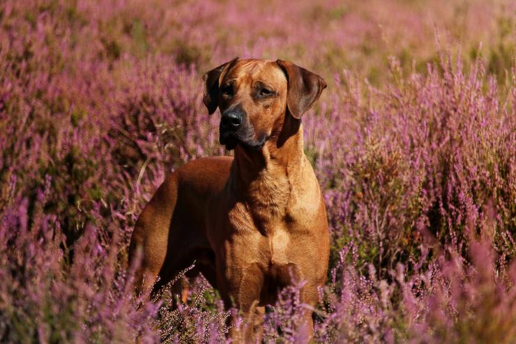Bild 6: Rhodesian Ridgeback Welpen