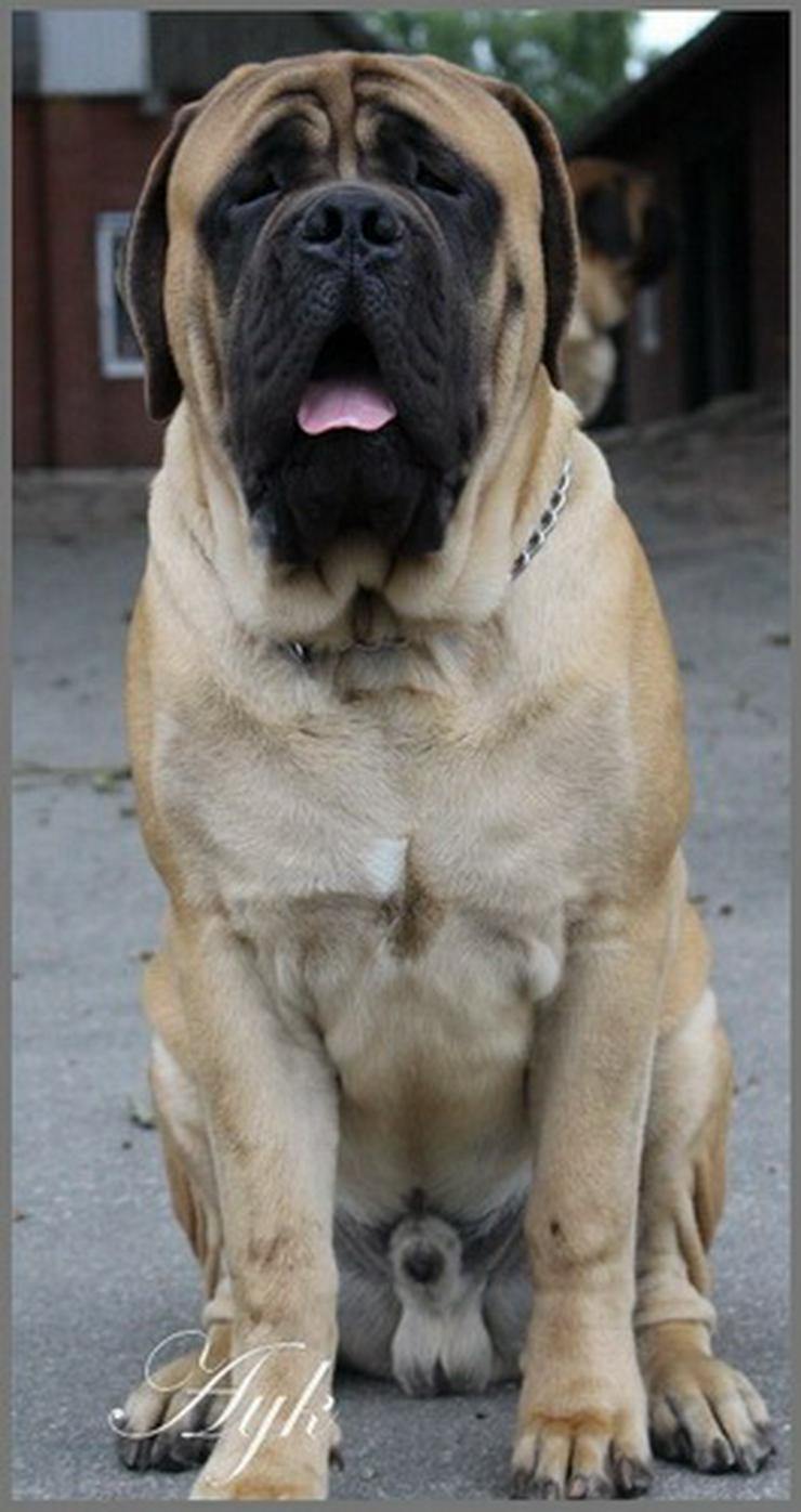 Bild 2: old english Mastiff Welpen