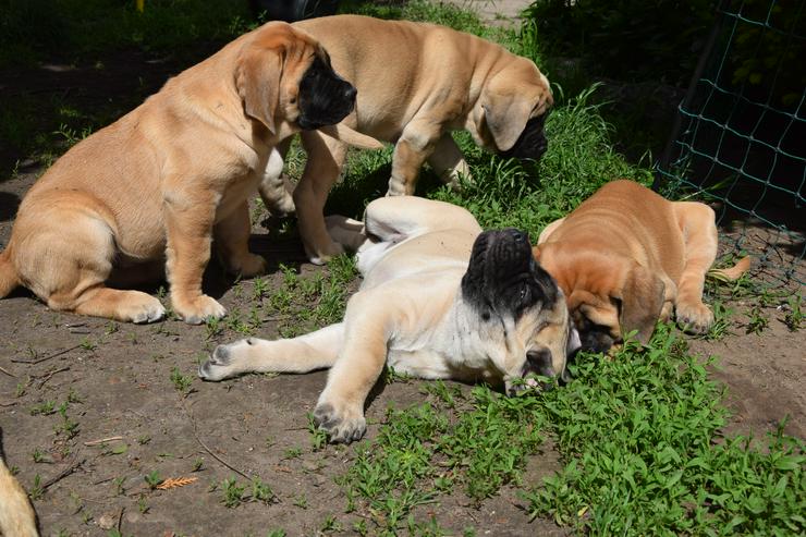 old english Mastiff Welpen - Rassehunde - Bild 1