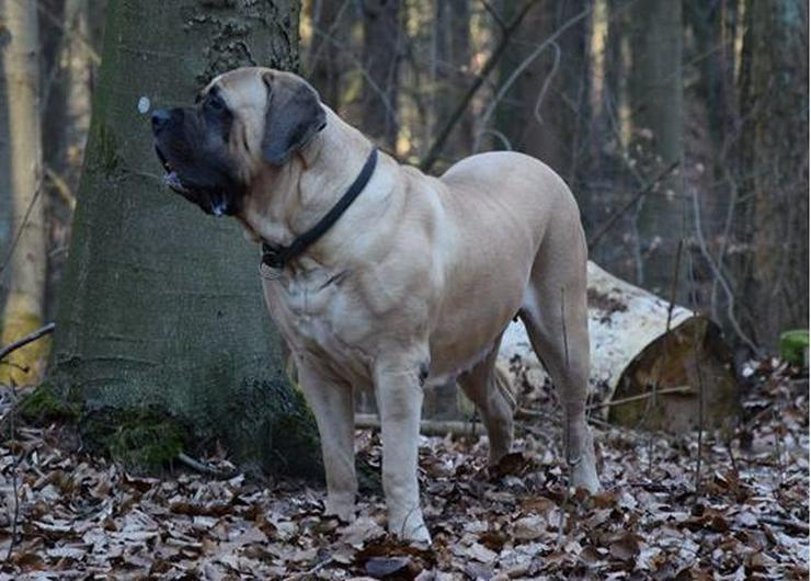 Bild 3: old english Mastiff Welpen