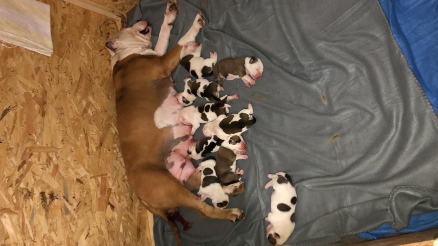 Bild 2: American Bulldog Welpen 