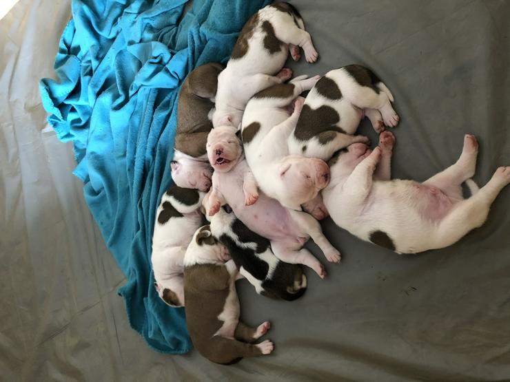 American Bulldog Welpen  - Rassehunde - Bild 1