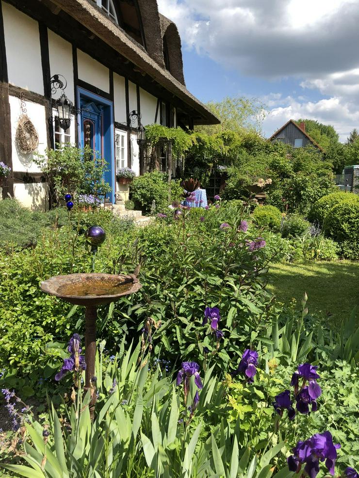 Bild 4: Historisches Reetdach-Fachwerkanwesen mit Elbblick im Wendland