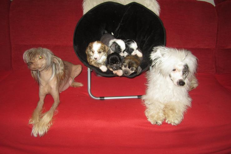 5 wunderschöne Welpen „Chinese Crested Dog’s“ (Chinesischer Schopfhund) sehr schöne Farben - Rassehunde - Bild 1