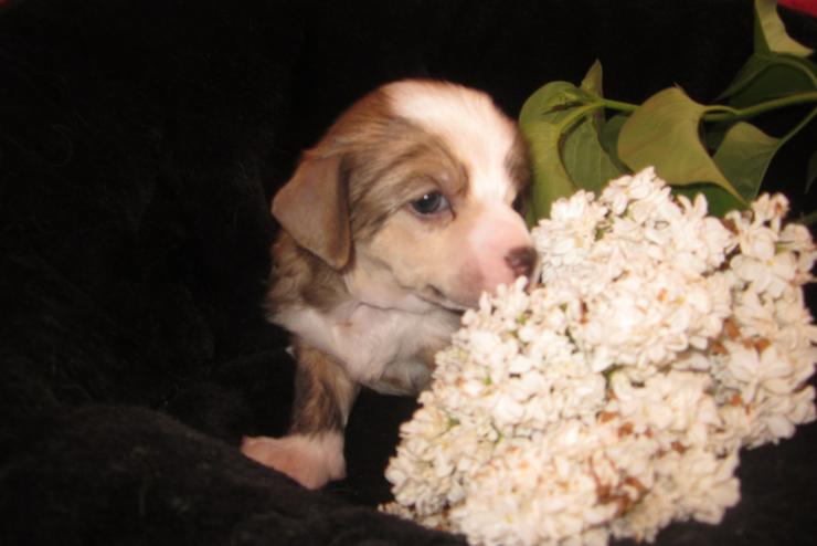 Bild 5: 5 wunderschöne Welpen „Chinese Crested Dog’s“ (Chinesischer Schopfhund) sehr schöne Farben