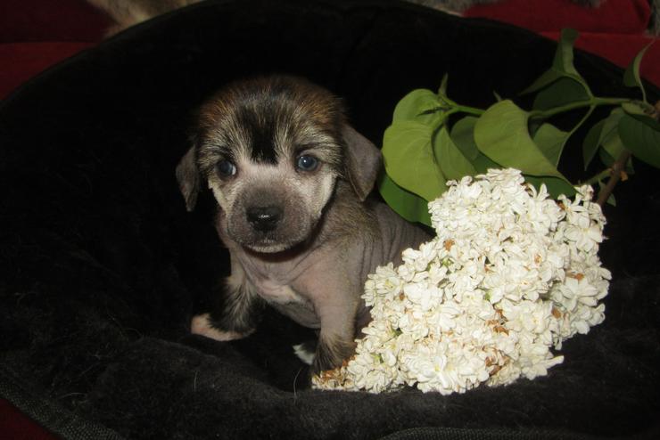 Bild 3: 5 wunderschöne Welpen „Chinese Crested Dog’s“ (Chinesischer Schopfhund) sehr schöne Farben