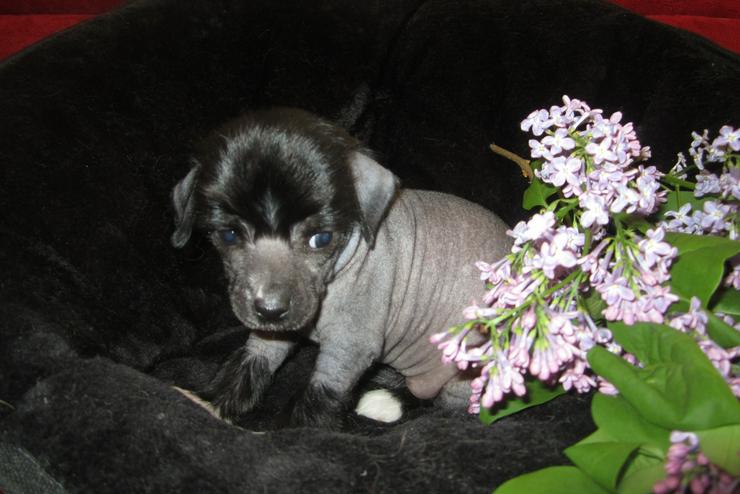 Bild 9: 5 wunderschöne Welpen „Chinese Crested Dog’s“ (Chinesischer Schopfhund) sehr schöne Farben