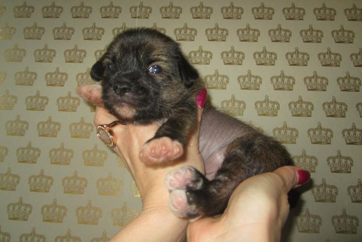 Bild 4: 5 wunderschöne Welpen „Chinese Crested Dog’s“ (Chinesischer Schopfhund) sehr schöne Farben