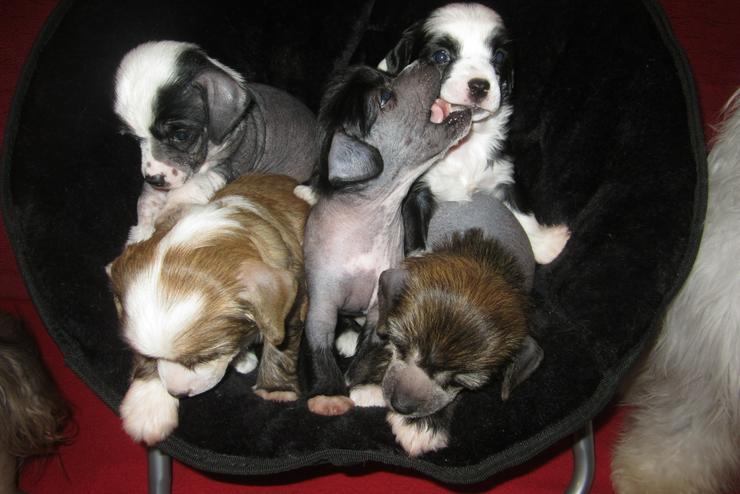 Bild 2: 5 wunderschöne Welpen „Chinese Crested Dog’s“ (Chinesischer Schopfhund) sehr schöne Farben