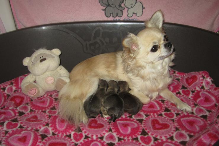 Bild 2: 3 sehr süße typvolle Chihuahua Welpen mit Ahnentafel und Papieren