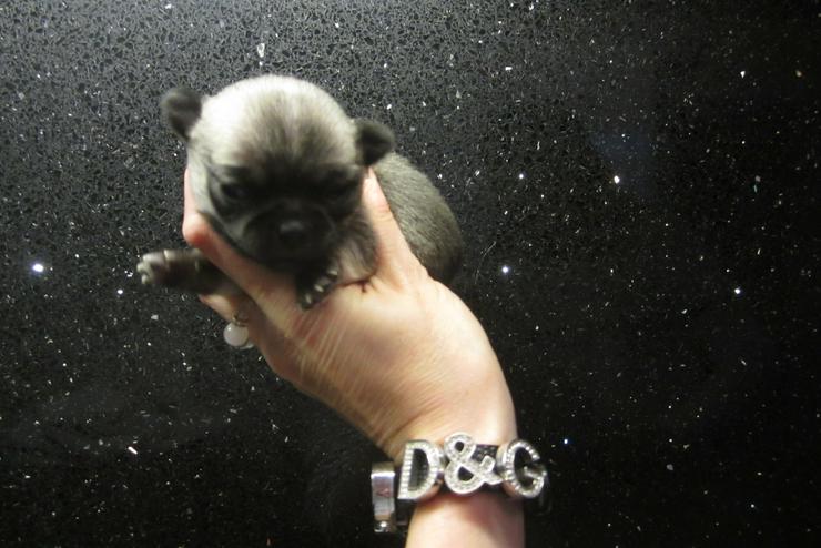 Bild 4: 3 sehr süße typvolle Chihuahua Welpen mit Ahnentafel und Papieren