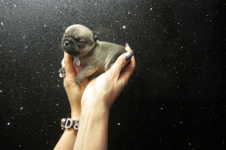 Bild 10: 3 sehr süße typvolle Chihuahua Welpen mit Ahnentafel und Papieren