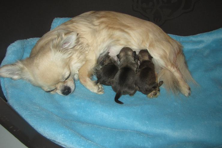 3 sehr süße typvolle Chihuahua Welpen mit Ahnentafel und Papieren - Rassehunde - Bild 1