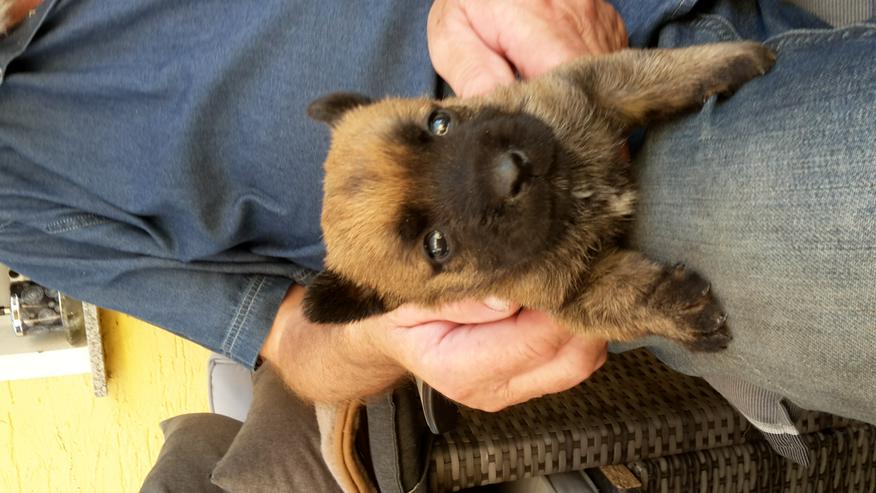 Bild 4: Cairn Terrier Welpen suchen ein neues zu Hause