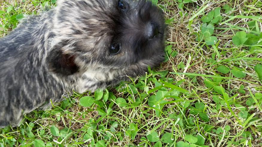 Bild 3: Cairn Terrier Welpen suchen ein neues zu Hause