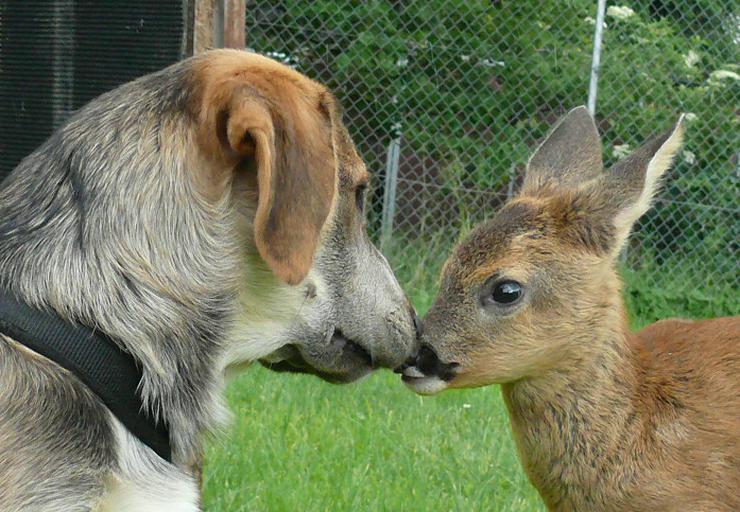 Bild 5: 20 Jahre Gnadenhof Lebenswürde für Tiere e.V.