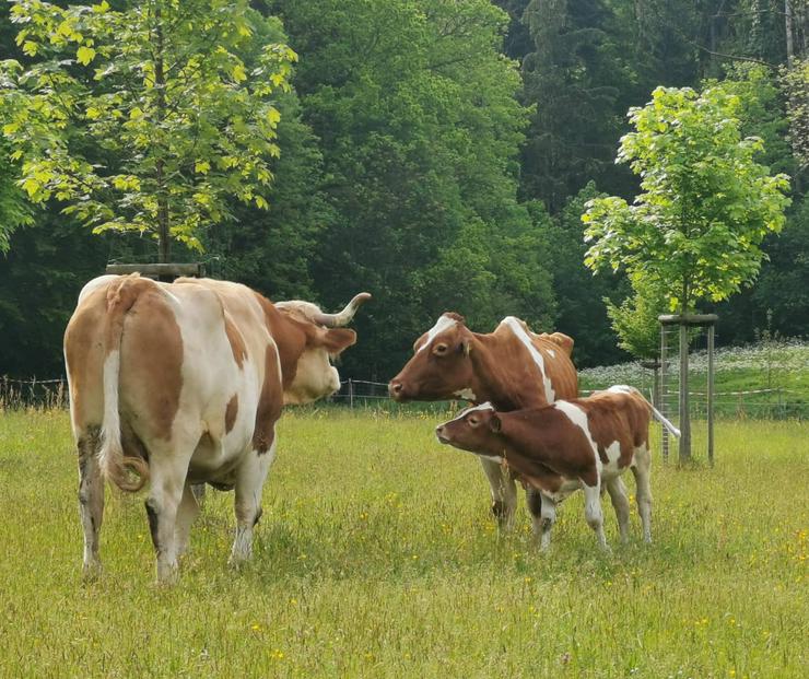 Bild 4: 20 Jahre Gnadenhof Lebenswürde für Tiere e.V.