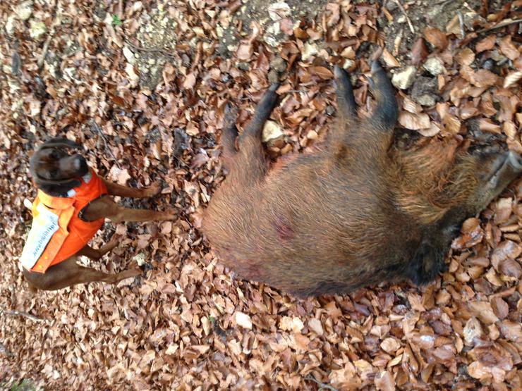 Bild 6: BGS Bayrischer Gebirgsschweißhund Welpen