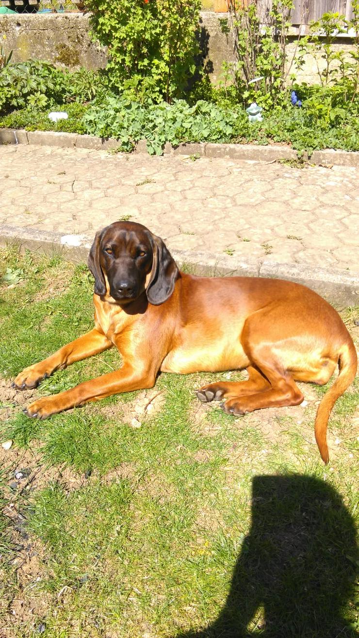Bild 4: BGS Bayrischer Gebirgsschweißhund Welpen