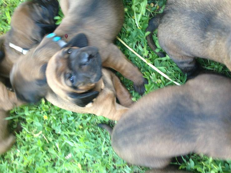 Bild 3: BGS Bayrischer Gebirgsschweißhund Welpen