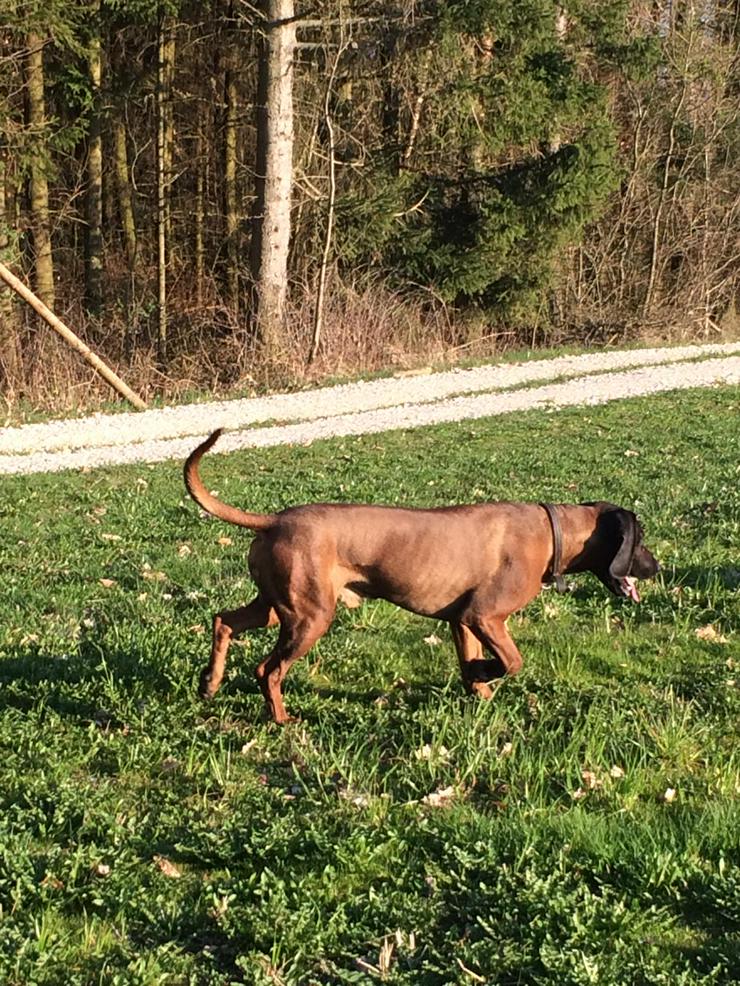 Bild 5: BGS Bayrischer Gebirgsschweißhund Welpen