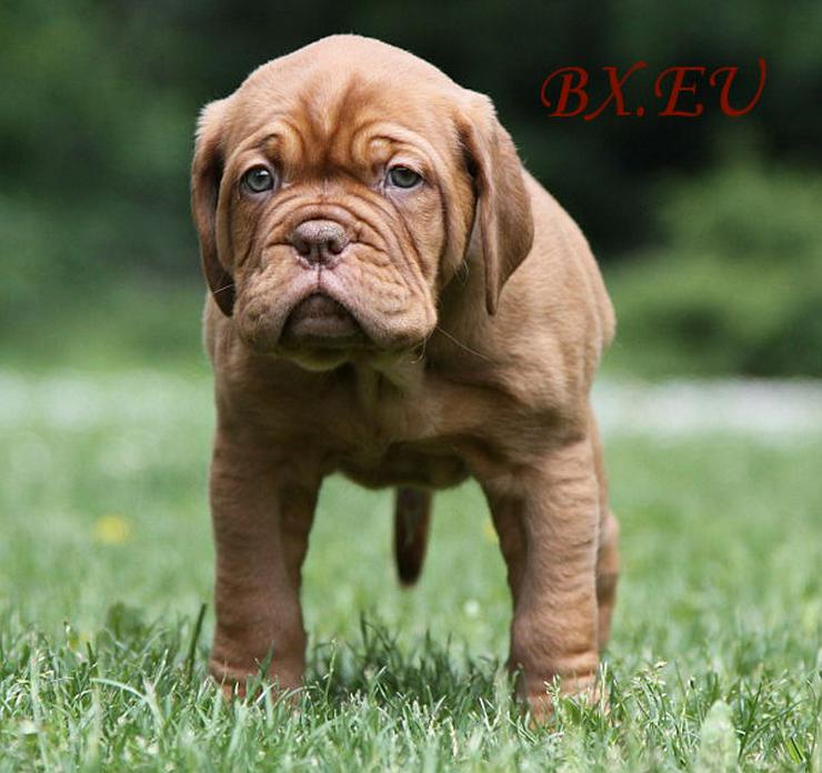 Bordeauxdoggen von Sankt Stephan - Rassehunde - Bild 1