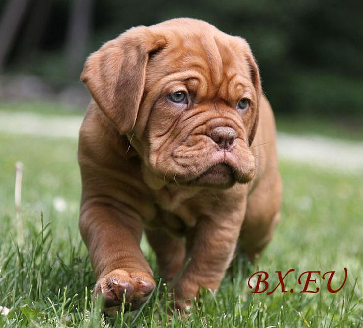 Bild 2: Bordeauxdoggen von Sankt Stephan