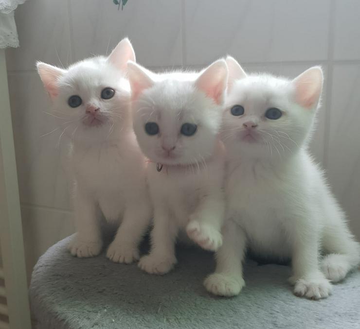 Bild 7: BKH Kitten-Raritäten in weiß und blau suchen neues zu Hause!