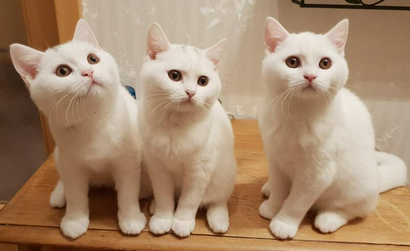 BKH Kitten-Raritäten in weiß und blau suchen neues zu Hause! - Rassekatzen - Bild 1