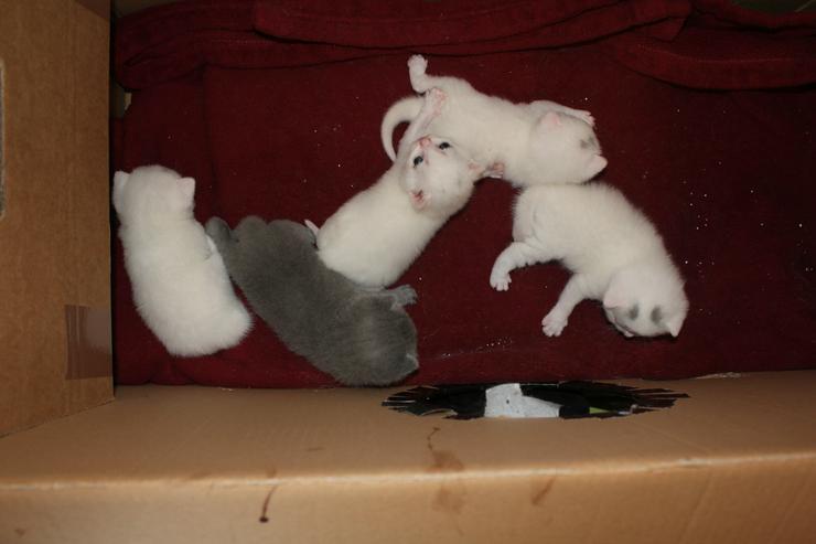 Bild 11: BKH Kitten-Raritäten in weiß und blau suchen neues zu Hause!