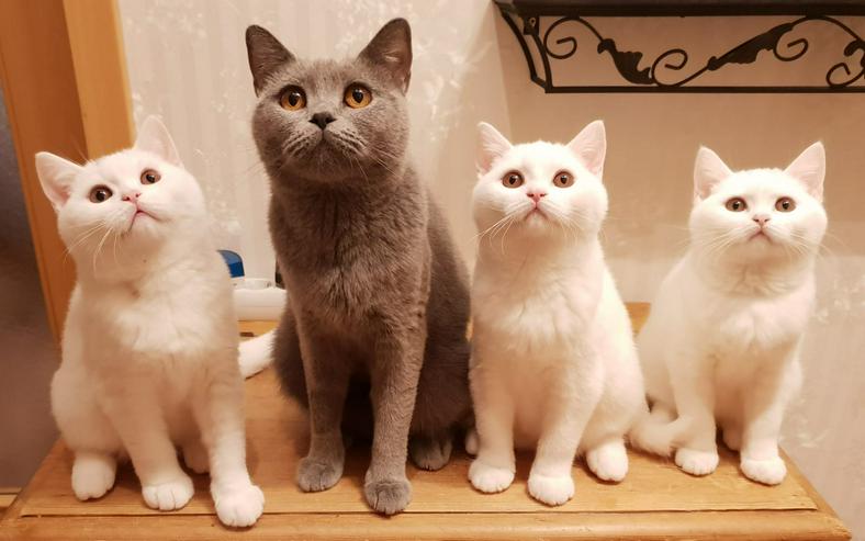 Bild 5: BKH Kitten-Raritäten in weiß und blau suchen neues zu Hause!